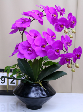 高档仿真花保湿手感蝴蝶兰盆景轻奢家居客厅装饰花电视柜玄关假花