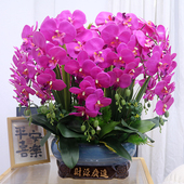 特大号仿真花手感PU蝴蝶兰客厅装 饰花电视柜玄关假花酒店前台花艺