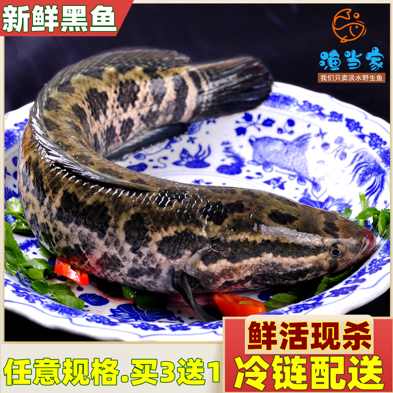 顺丰包邮湖北特产鲜活新鲜黑鱼财鱼乌鱼术后滋补炖汤净膛现杀现发