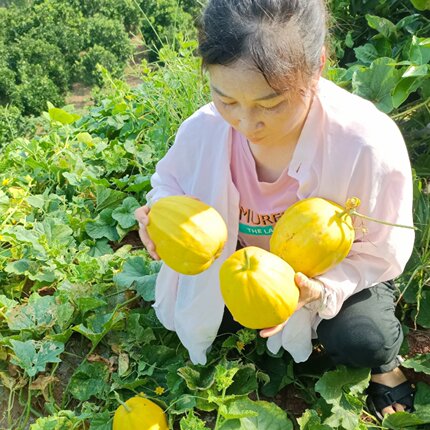 麻阳香瓜丑八怪甜瓜黄皮农家水果新鲜现摘老品种黄金蜜瓜八里香
