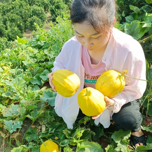 麻阳丑八怪香瓜果农自产自销