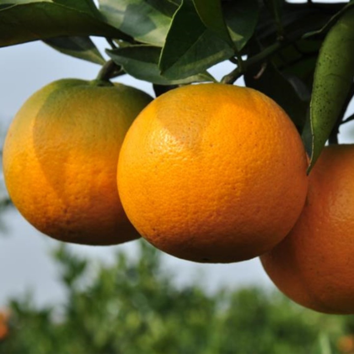 锦蜜甜橙新鲜薄皮柑子纯甜整箱应季水果10斤正宗湖南麻阳冰糖橙,水产肉类/新鲜蔬果/熟食,橙,淘宝优惠券,粉丝福利购,淘宝优惠卷