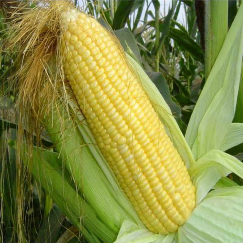 云南水果玉米新鲜高原种植现摘甜玉米生吃牛奶爆浆糯玉米8斤包邮