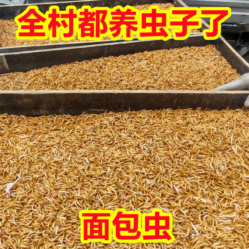 面包虫活体黄粉虫活体