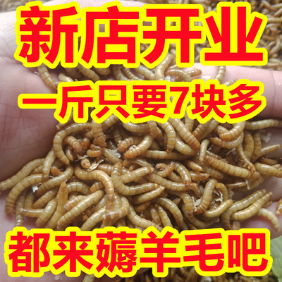 面包虫黄粉虫活体打窝野钓鱼虫子