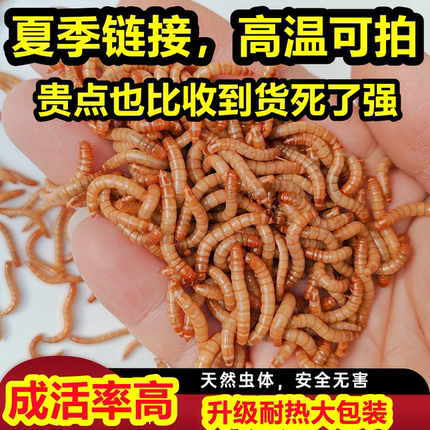 面包虫黄粉虫活体鱼食龙鱼活食仓鼠芦丁鸡鹦鹉鸟乌龟饲料野钓鱼虫