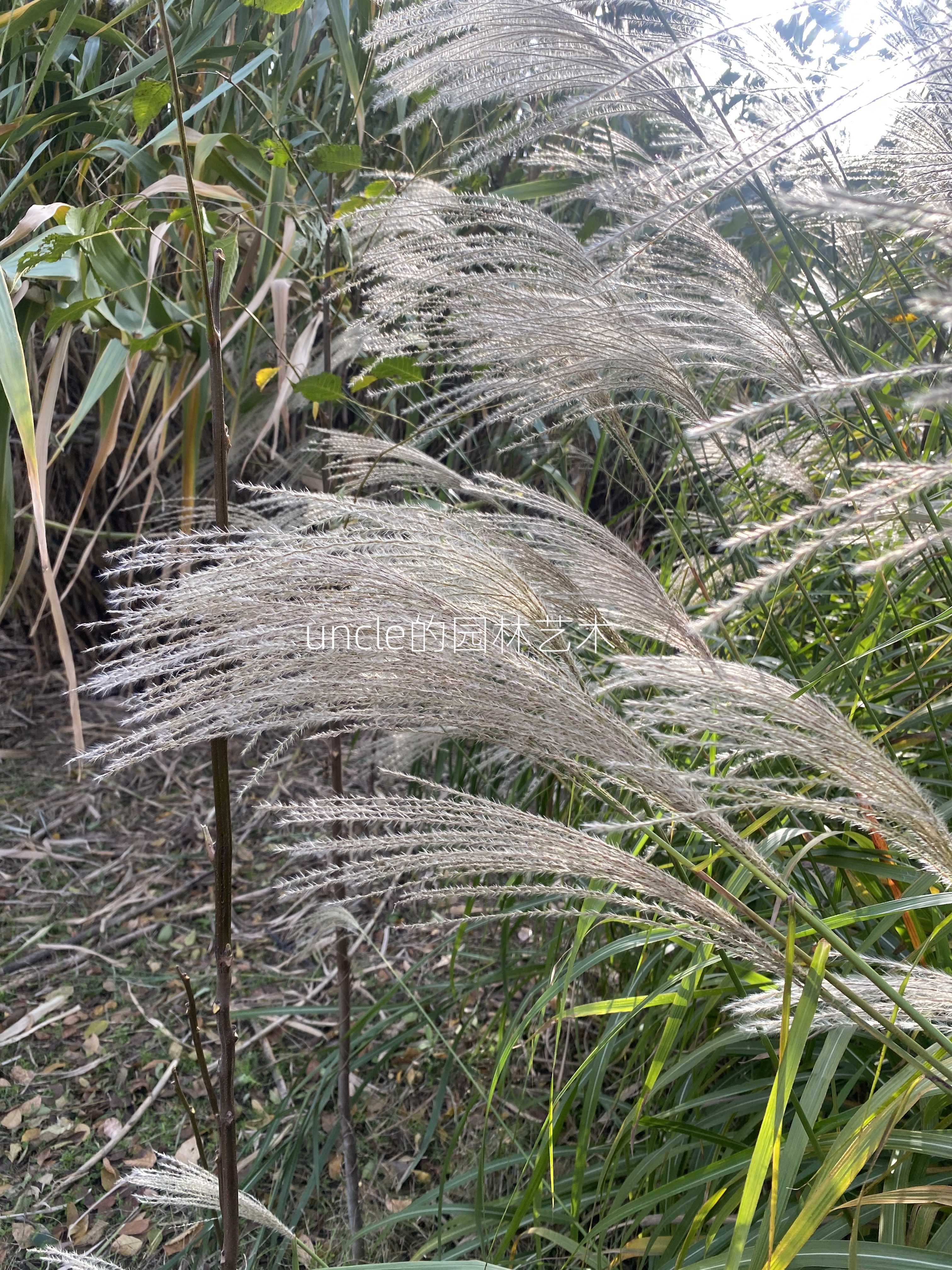 干花芦苇草装饰永生真花环创手工艺术橱窗摆拍摄芦苇花束