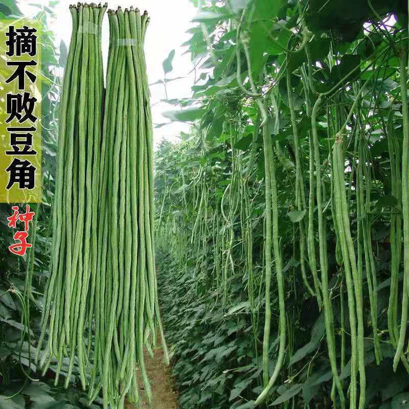 不败长豆角高产四季种植