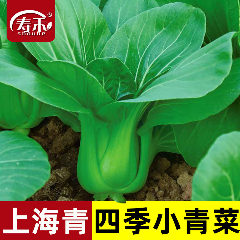 上海青小青菜四季油菜种子籽