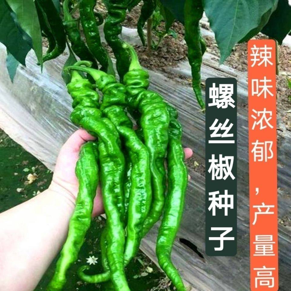 精品辣椒有机四季高产