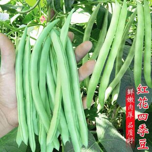 上架四季豆种子高产无架豆春秋无架四季豆豆角种四季易种蔬菜种子