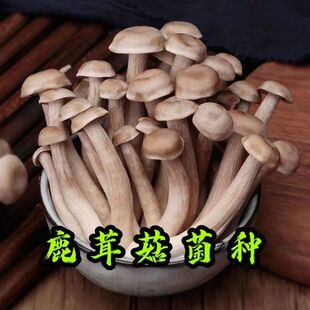 鹿茸菇菌种菌丝人工种植鹿茸菇菌蘑菇种植家庭可食用菌种四季种植