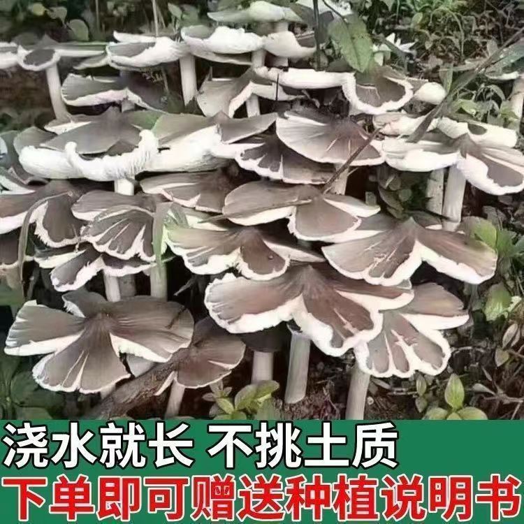 四季可种,喷水就活,反复出菌