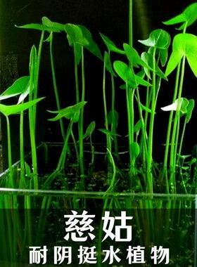 新款水生植物茨菇挺水水草鱼缸
