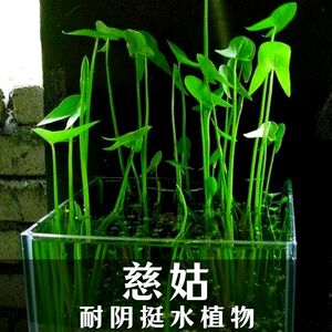新款水生植物茨菇挺水水草鱼缸