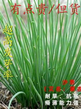野生沙葱种子耐旱耐寒阳台四季