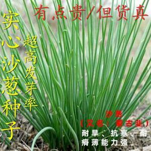 野生沙葱种子耐旱耐寒阳台四季