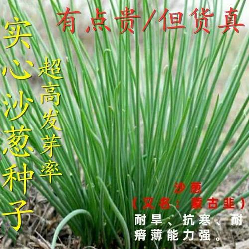 野生沙葱种子耐旱耐寒阳台四季