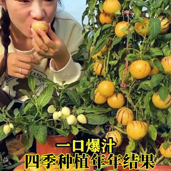 人参果种籽阳台四季爆汁水果