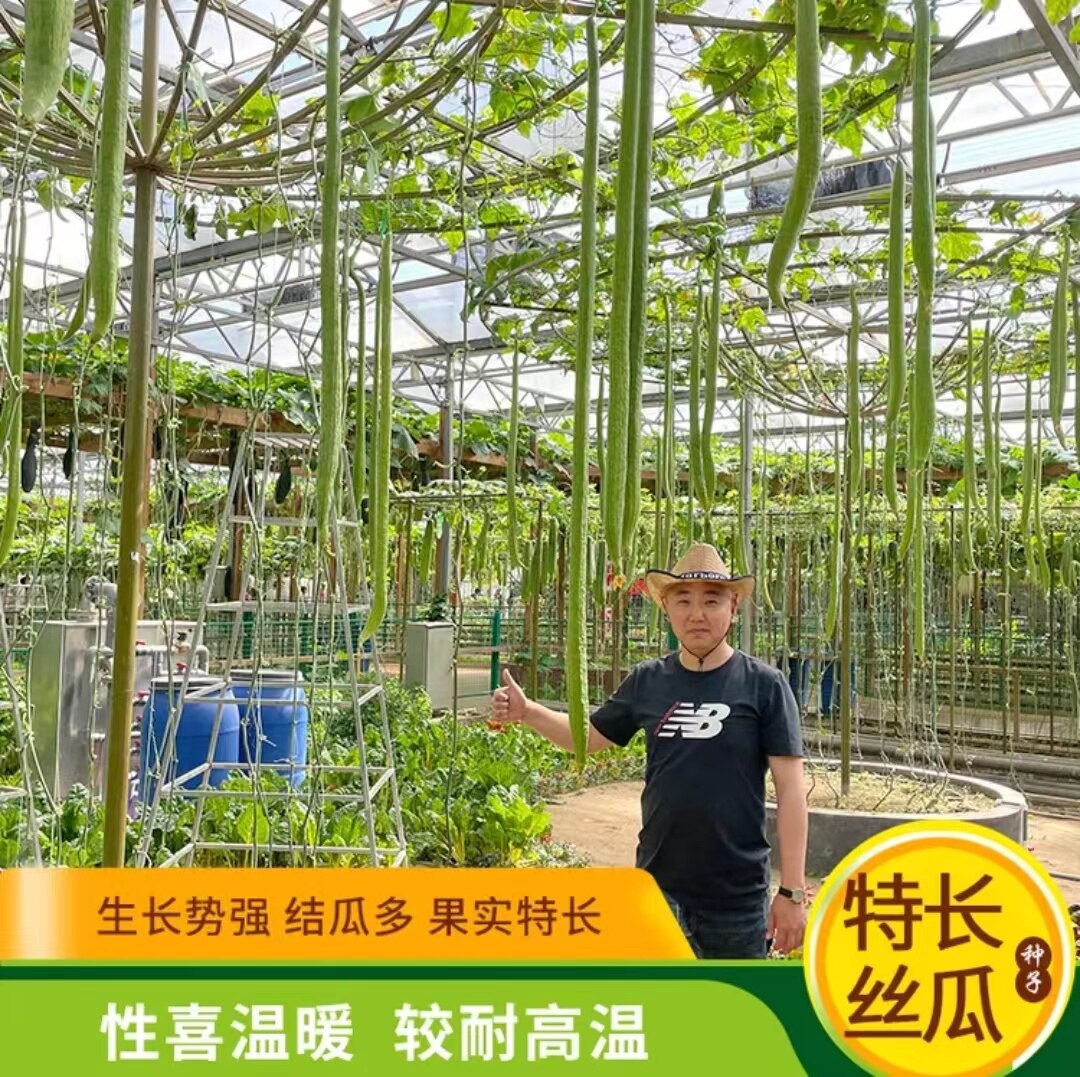 特长丝瓜种子四季高产特长