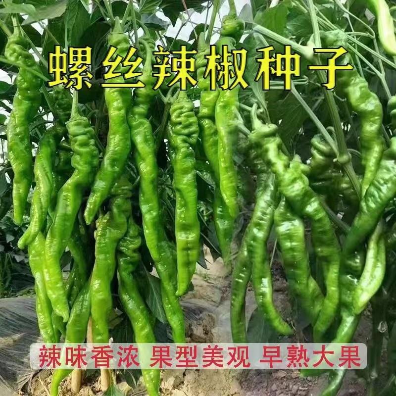螺丝椒种子四季高产特大