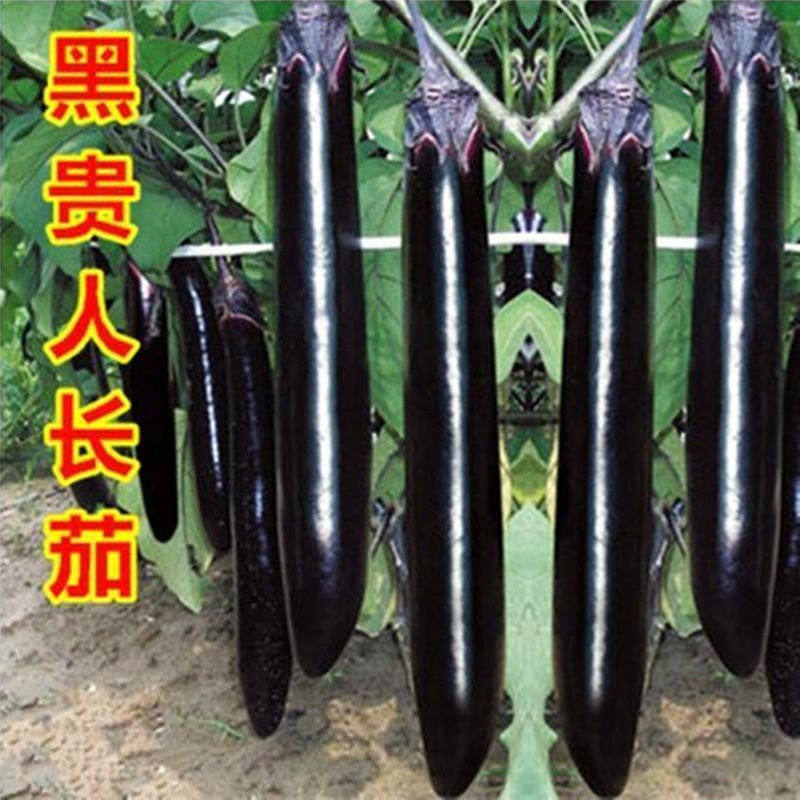 紫黑长茄种子早熟黑茄四季