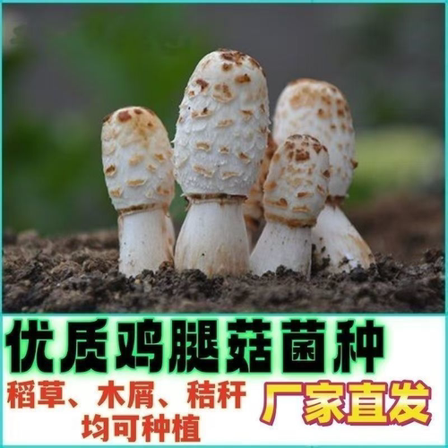 四季可种，喷水就活，反复出菌