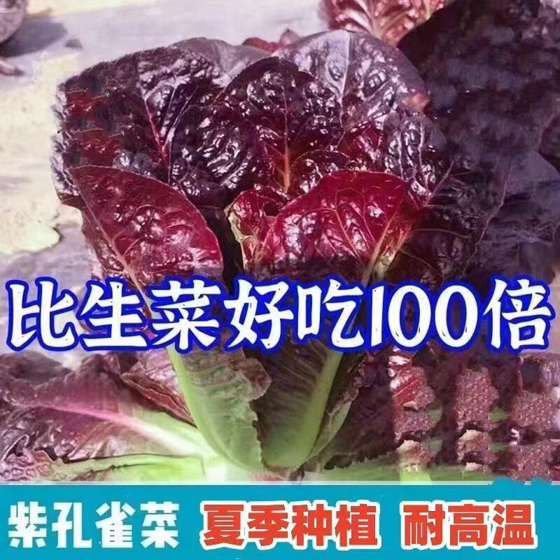 紫孔雀菜罗马直立甜脆多汁种子