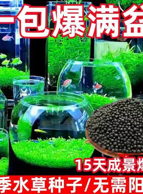 水草种子生态鱼瓶微景观创意鱼缸玻璃瓶水草泥水培种籽四季造景