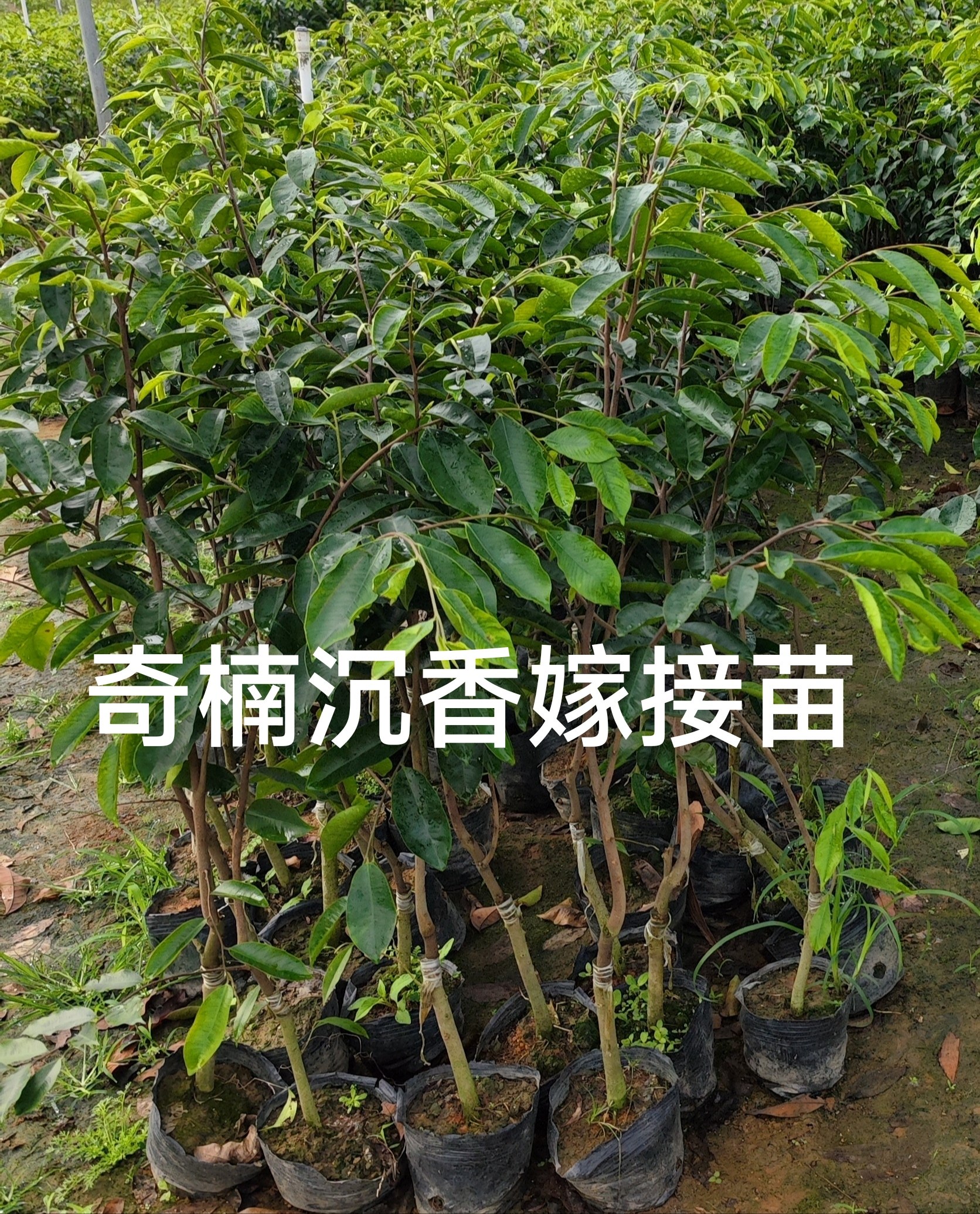 海南正宗奇楠白木珍贵沉香树苗图片