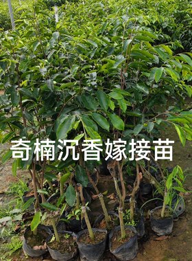 海南正宗奇楠白木珍贵沉香树苗