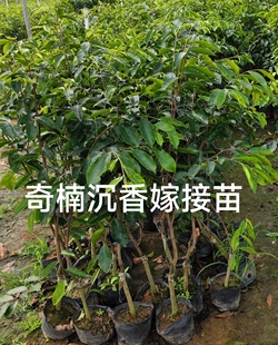 海南正宗沉香树苗 正宗沉香苗 奇楠沉香 白木香檀降真香珍贵树苗