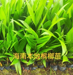海南正宗槟榔苗矮节槟榔果树苗 庭院树苗绿化苗木基地发 果树苗