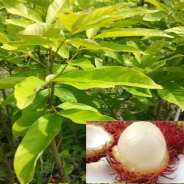 红毛丹树苗 海南红毛丹果树苗 原土杯嫁接苗保研7号苗 双季毛荔枝