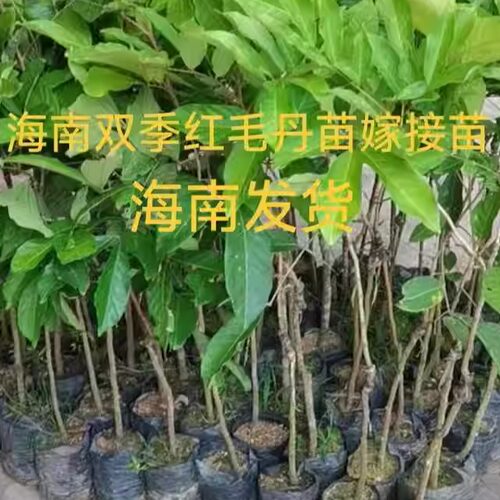 海南双季红毛丹嫁接果苗海南发货