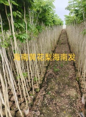 正宗海南黄花梨树苗珍贵树紫油梨
