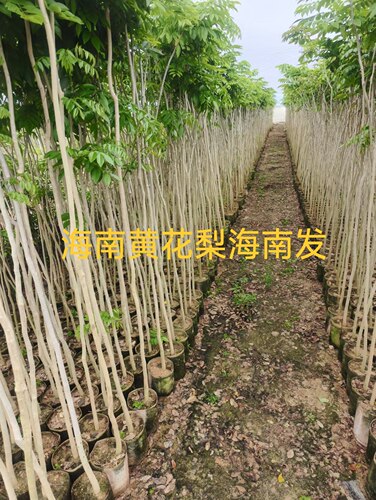 正宗海南黄花梨树苗珍贵树紫油梨