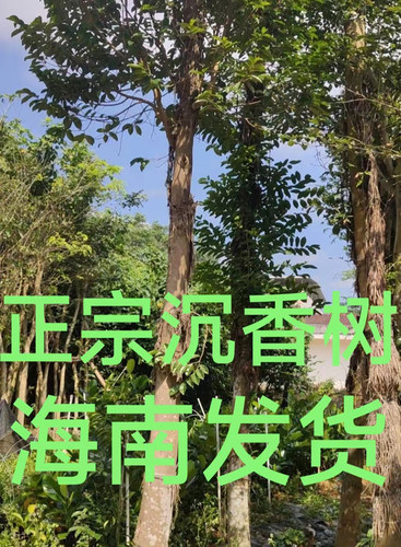 正宗海南沉香树奇楠降真香香檀树