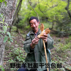 新货深山农家自采天然纯野生羊肚菌干货新鲜羊肚菜香蘑菇特级 50g
