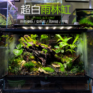 妙思雨林缸 生态缸 植物爬宠缸超白玻璃带排水口 树蛙守宫 包邮