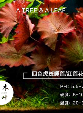 红色 四色虎斑睡莲红莲花 活体水草水下叶 鱼缸装饰 草缸造景热销