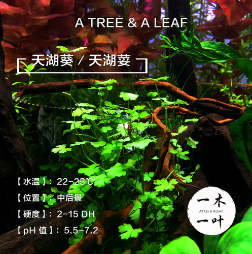 天湖葵天胡荽前景草活体鱼缸