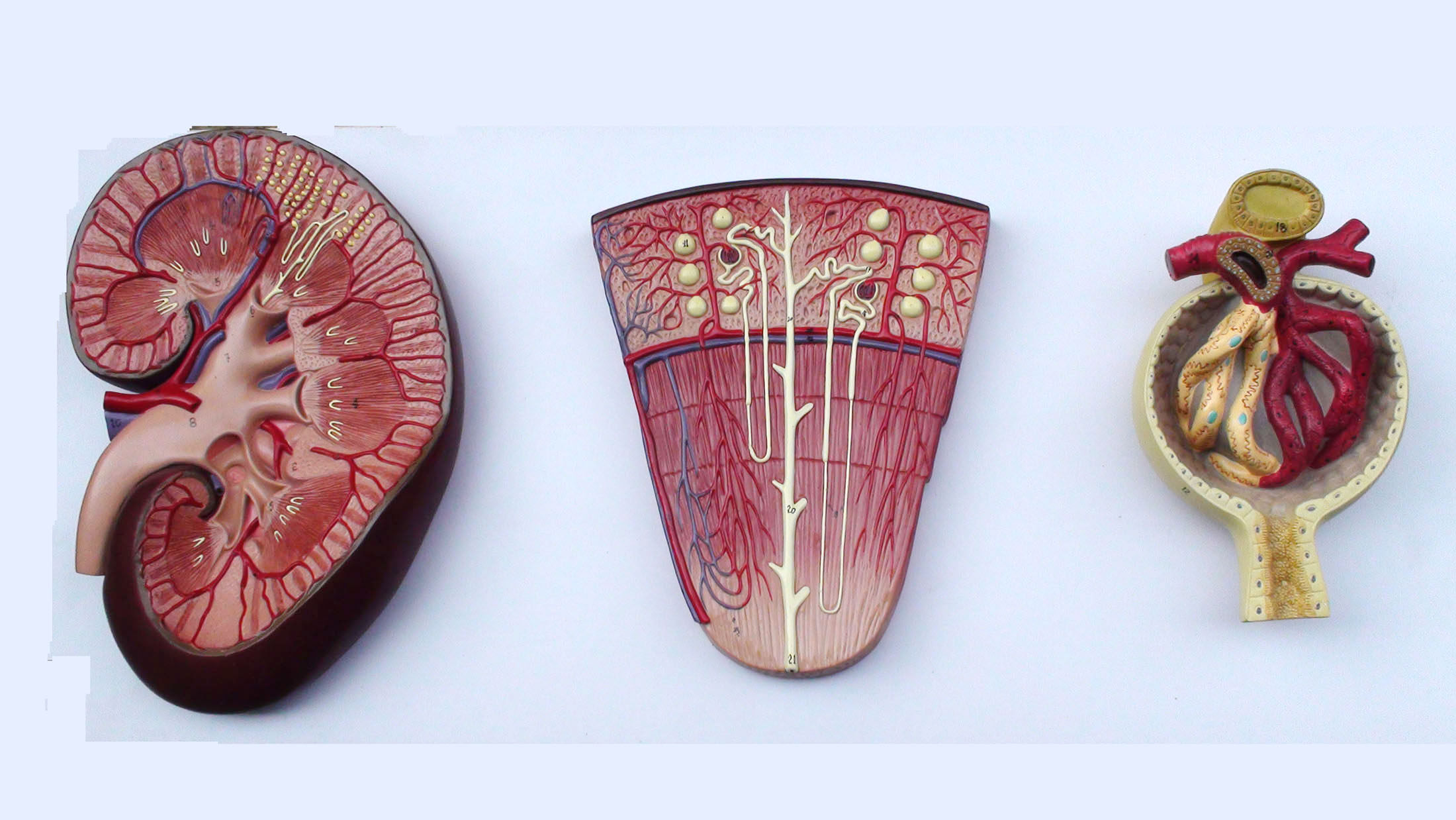 enovo颐诺肾与肾单位肾小球模型泌尿系统解剖结构人体肾模型