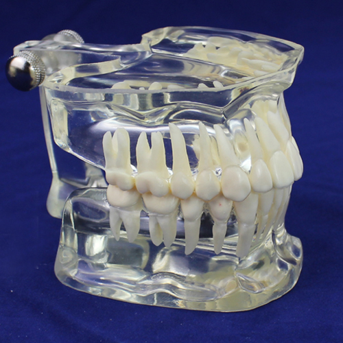进口医学透明成人标准牙齿模型口腔牙齿科标准牙列模型牙医颌面