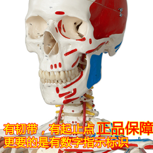 进口正品医170CM人体骨骼模型骨架标本解剖脊柱教学模型