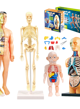 3D Human Body Torso Model Educational Assembly Learning DIY