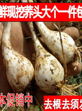 速发云南现挖特产藠头去叶荞头时令新鲜蔬菜农家新鲜茭白小蒜茭头
