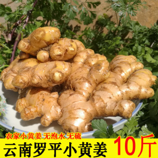 云南罗平小黄姜新姜现挖农家种植嫩姜仔姜泡姜芽生姜土姜特级黄姜