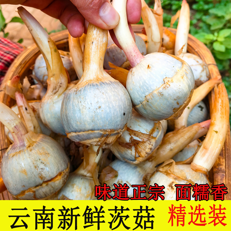 云南新鲜茨菇白马蹄蔬菜