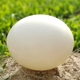3斤左右顺丰 新鲜鸵鸟蛋特超大号自家养殖食用鸸鹋蛋食用鲜蛋2.5